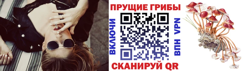 гидра   Ува  Псилоцибиновые грибы Psilocybe 